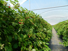 Fall-bearing raspberries growing in a high tunnel.