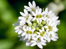 White hoary alyssum flowers with green centers. 