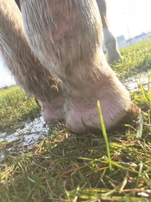 Close up of swollen area on back of a horse's right hind leg near the foot.