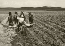 four horses pulling a plow with a man sitting on the plow.