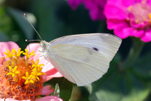 Light gray moth with a white furry body and long antenna feeding on the center of a flower
