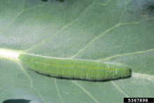  A fuzzy, green imported cabbageworm larvae on the surface of a leaf.