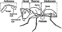 drawing of ant with body parts identified as "head," "thorax" and "abdomen". with separate drawing of a segmented antenna pointing out the "scape" and "antennal club". 