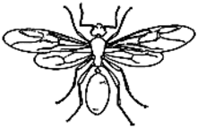 Drawing of a winged ant with a narrow, constricted waist, elbowed (bent) antennae, and hind wings shorter than front wings.