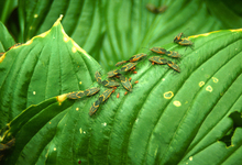 Boxelder bugs on hosta plant outside