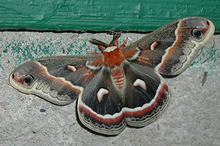 cecropia moth on surface with wings spread