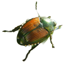 adult Japanese beetle. large, round bug with green head and orange back
