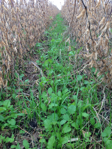 interseeded cover crops into soybean