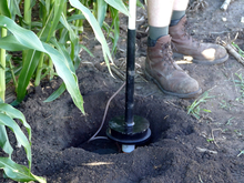 An irrigation sensor in the dirt in a cornfield.