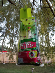 Plastic bag with "Japanese and oriental beetle trap" printed on it hangs from a tree branch