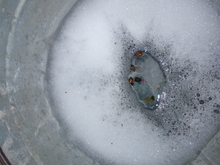 Four Japanese beetles floating in a bucket of soapy water