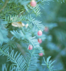Red berries of a Japanese yew plant