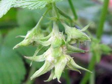 downward facing pointy Japanese hops flowers