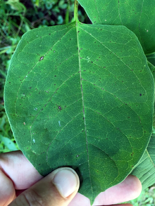 Close up of Japanese knotweed leaf