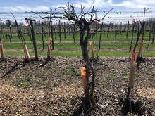 Kiwiberry vines with no leaves crossed and attached to wire structure.