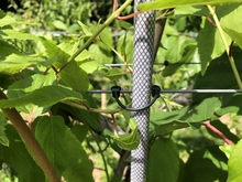 Wire clip attaches kiwiberry vine to a trellis wire.