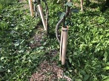 Split grow tubes around base of kiwiberry vine trunks.
