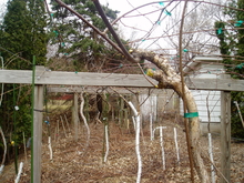 Many Kiwiberry vines with white trunk guards staked to a wooden structure