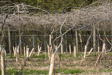 Many kiwiberry vines without leaves in rows attached to a structure. 