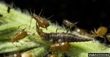 Lacewing larvae with aphids.