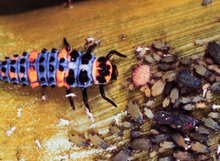 purple insect with orange and black spots crawling toward a large group of aphids