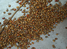 A large group of orange and red lady beetle aggregate in the corner of a building.