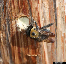 A large carpenter bee stands next to a hole in wood.