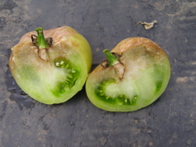 Green tomato cut open. Tan to grey mushy infection near stem going into the flesh of the fruit