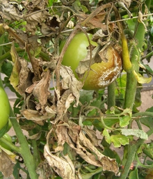 Tomato plant with dead, brown leaves, brown stem and fruit rotting on one side