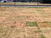 A plot of green fine fescue grass in the middle of a research field of other grasses that have turned brown due to drought stress.