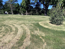 Brown grass with lawnmower tracks on a lawn during drought and heat stress.