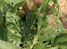 Several holes in green leaves