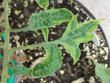 Shrunken, thinning tomato leaves