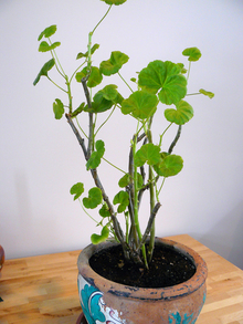 Potted light green geranium plant with long thin stems and few leaves.