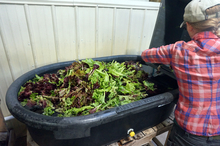 A farmer is submerging multi colored lettuce into a black plastic tub filled with water. The tub sits on a wooden bench.