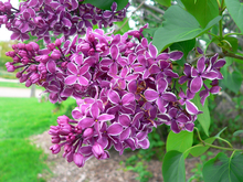 Puple lilac flowers with white borders.