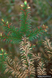 Closeup of pine branch with green needles at the ends and brown, dried needles in the middle.