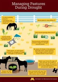 Infographic of how to manage pastures and horses during drought conditions. Transcript is available on the page.