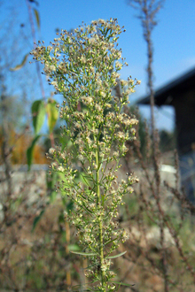 Marestail with white fuzz on flowers, ready to spread seeds.