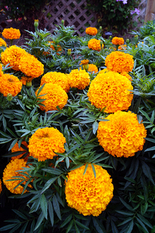 Large-headed orange marigolds in front of a trellis in a garden.