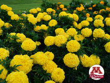 Many large yellow marigold blossoms growing in a yard.