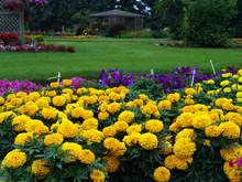 Large-headed yellow marigolds in the foreground with more garden, lawn and a gazebo in the background.