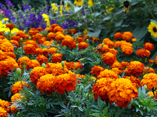 Orange marigolds with lighter orange centers in a garden with other flowers.
