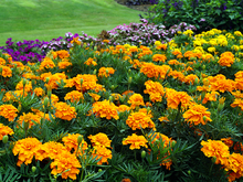 Orange marigolds in a garden with other flowers.
