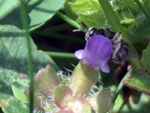 A small black bee perching on a purple flower.