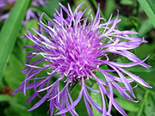 purple meadow knapweed flower
