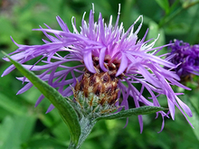 side view of the purple meadow knapweed flower 