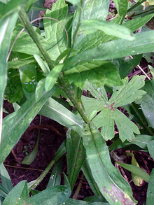 stem of meadow knapweed growing in the grass