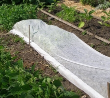 Mesh row cover on squash crop to keep out insect pests
