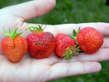 A hand holding four ripe strawberries of different shapes and sizes.